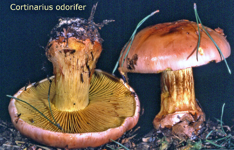 Cortinarius odorifer-amf529.jpg - Cortinarius odorifer ; Syn: Phlegmacium odorifer ; Nom français: Cortinaire à bonne odeur
